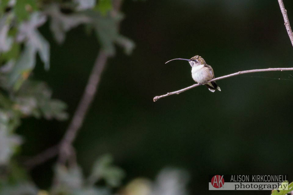 Hummingbird in a tree