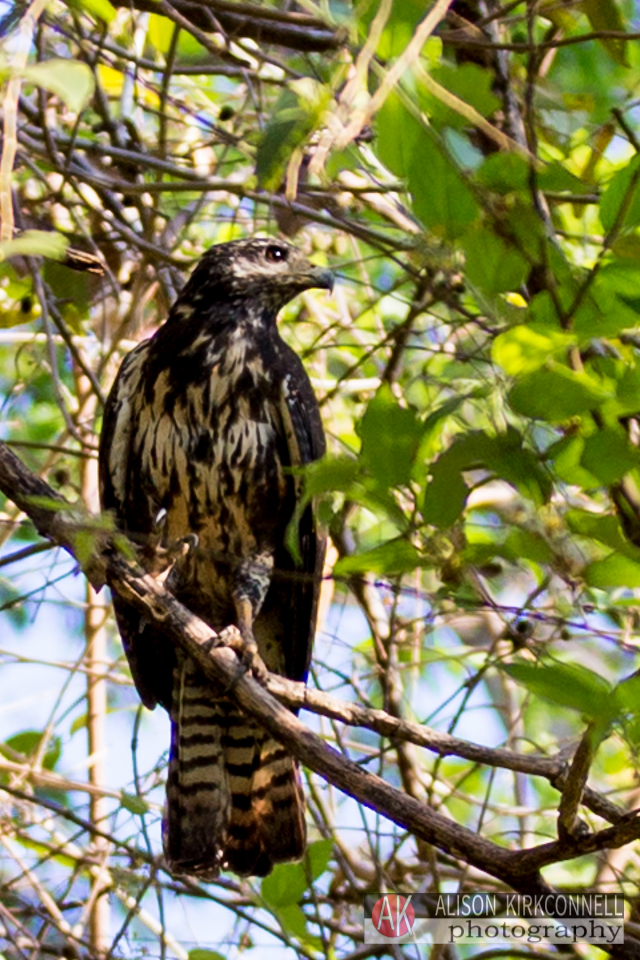 Broad-winged hawk