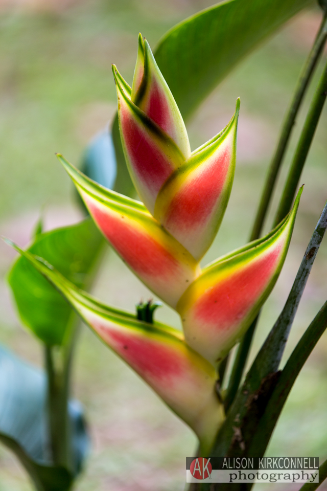 Heliconia F 2.8 @ 1/200 145mm ISO 100