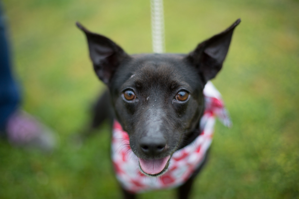 Shelter dog unedited