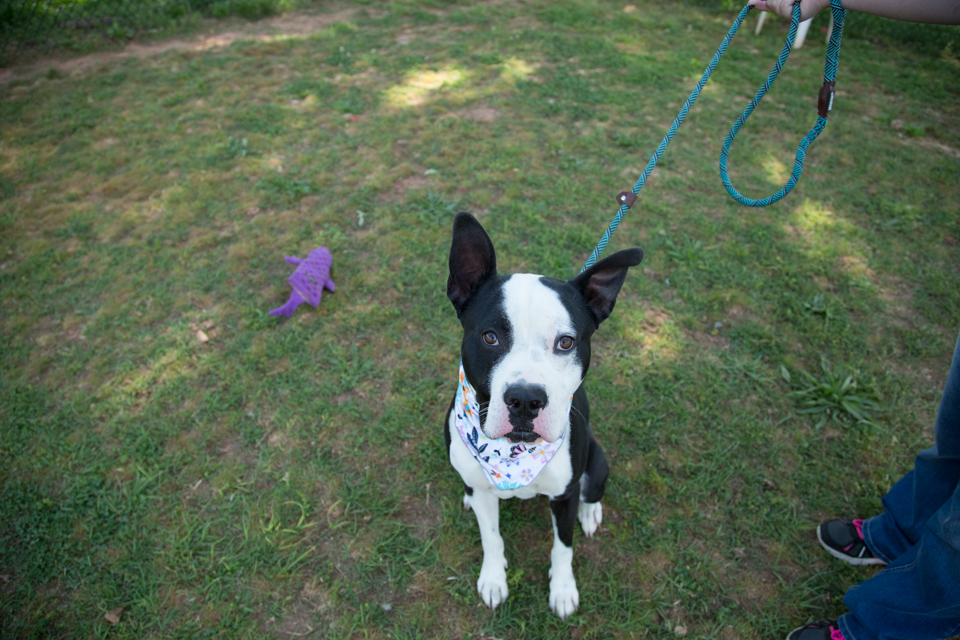 Shelter dog unedited