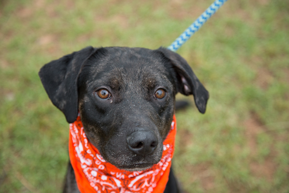 Shelter dog unedited