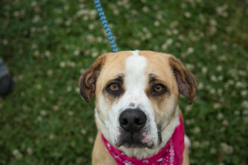 Shelter dog unedited