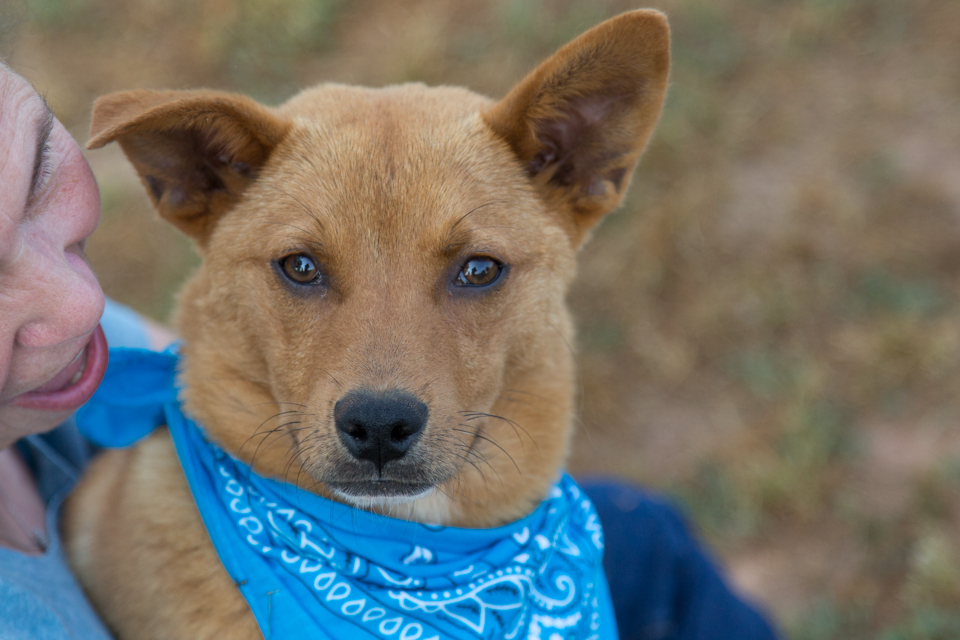 Shelter dog unedited