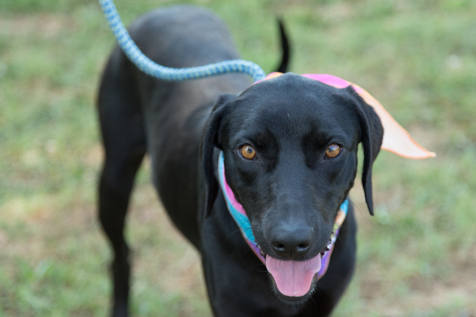 Shelter dog unedited