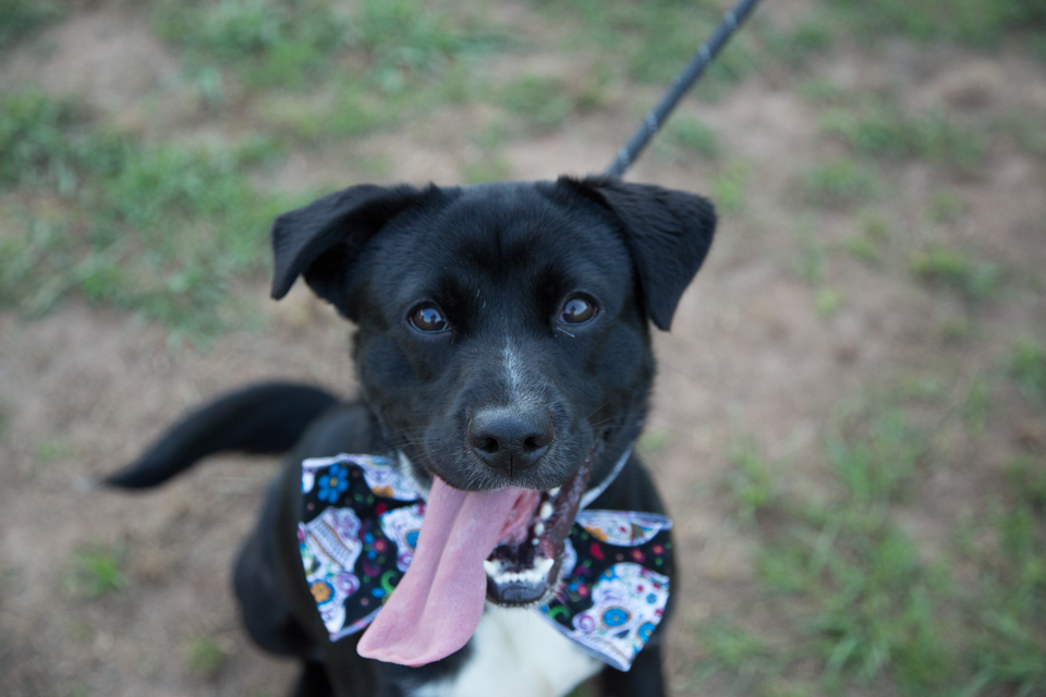 Shelter dog unedited