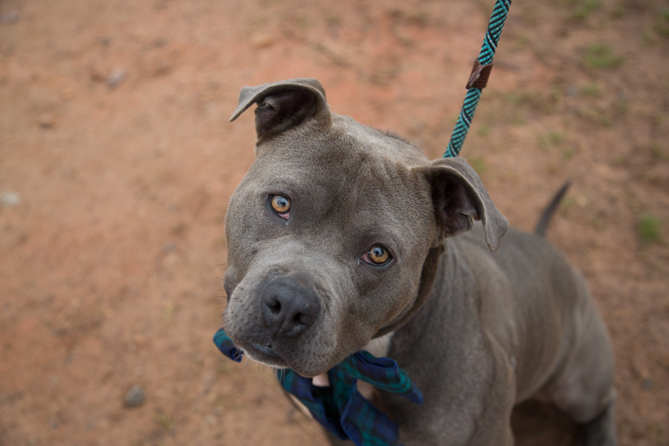 Shelter dog unedited