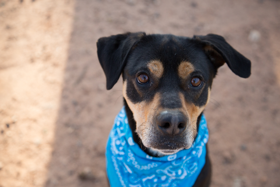 Shelter dog unedited