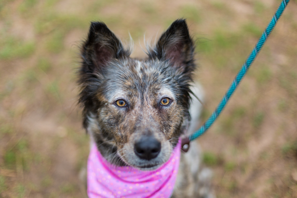 Shelter dog unedited